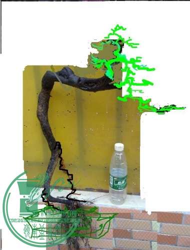 image.jpg