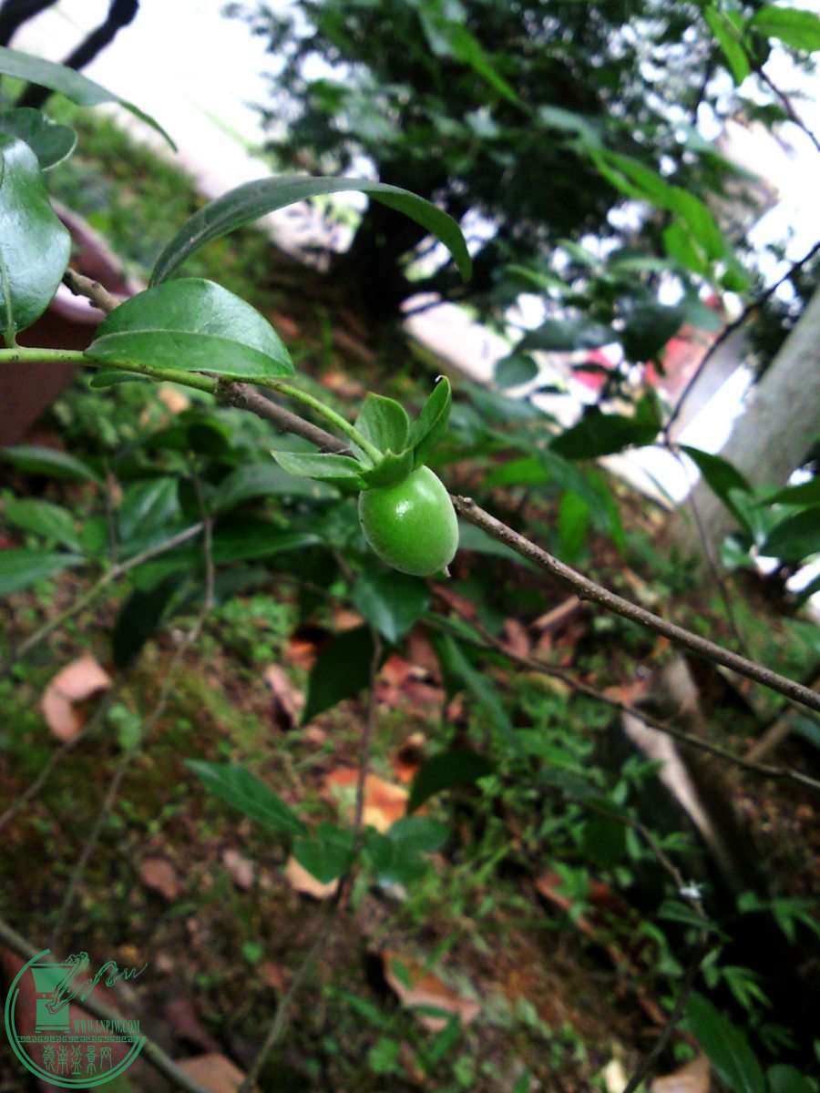 SNC05483.jpg