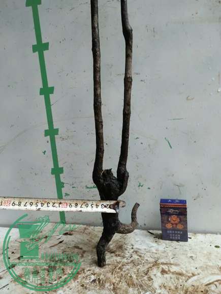 psb (74).jpg