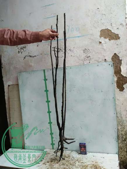 psb (91).jpg