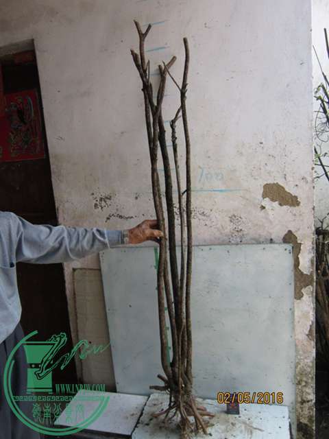 IMG_0025.JPG