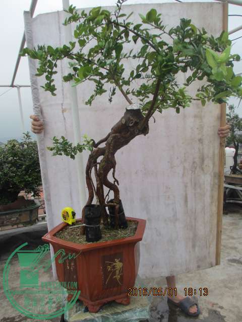 IMG_6967.JPG