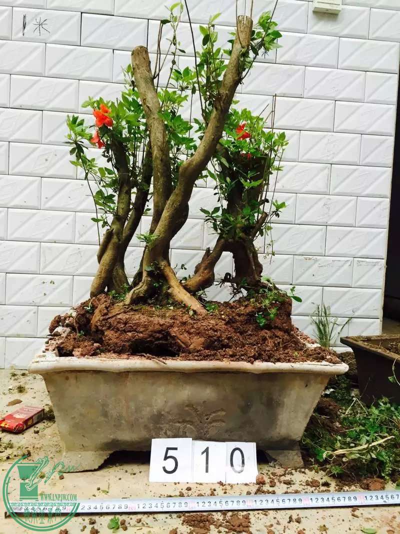 5101.jpg