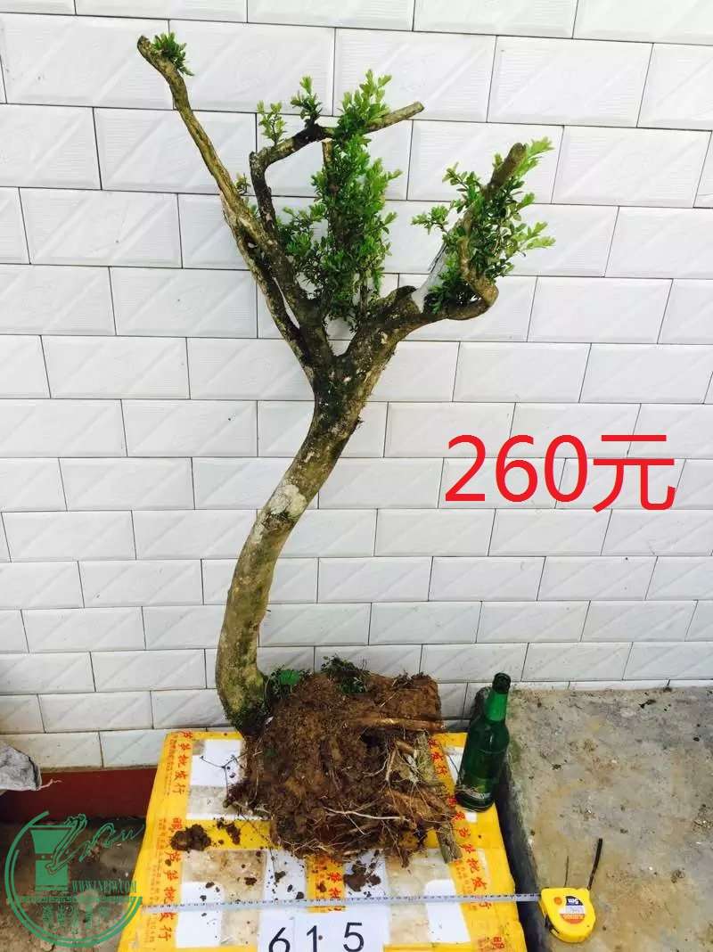 615.jpg