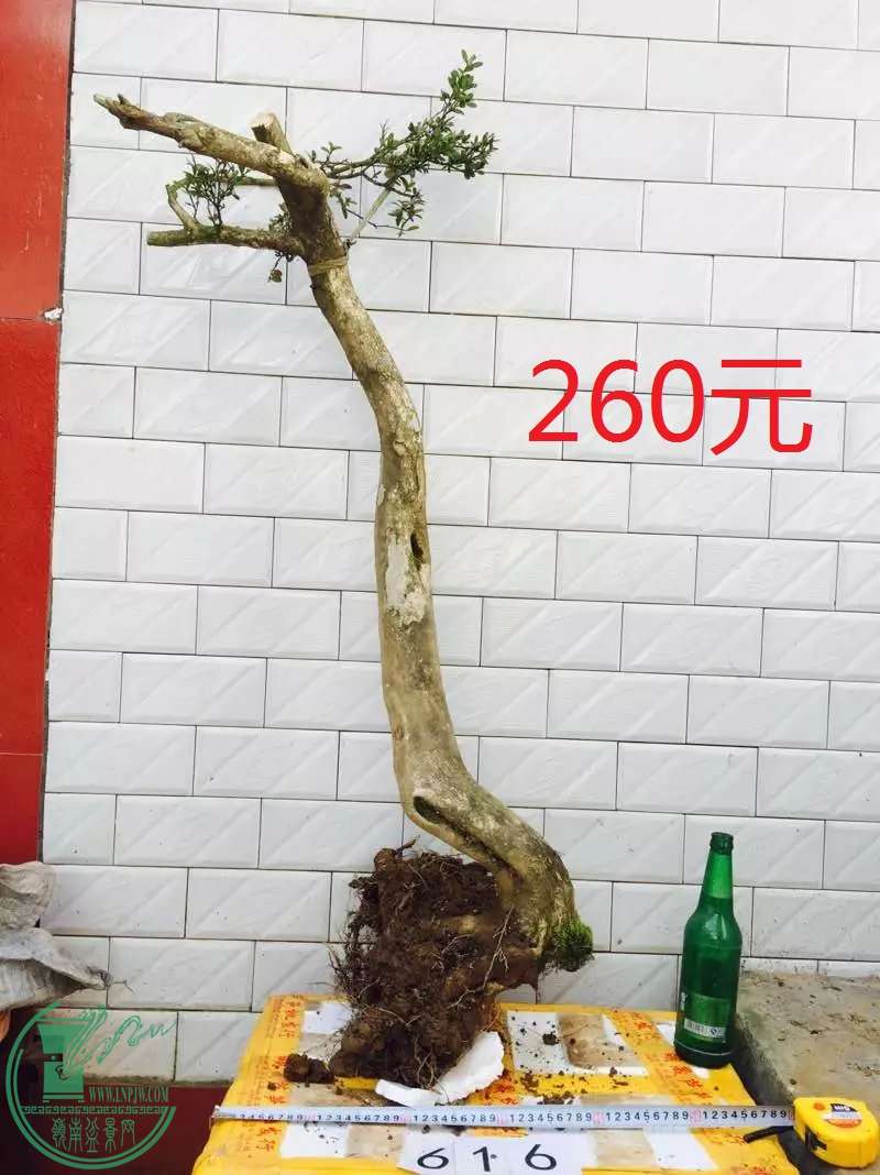 616.jpg
