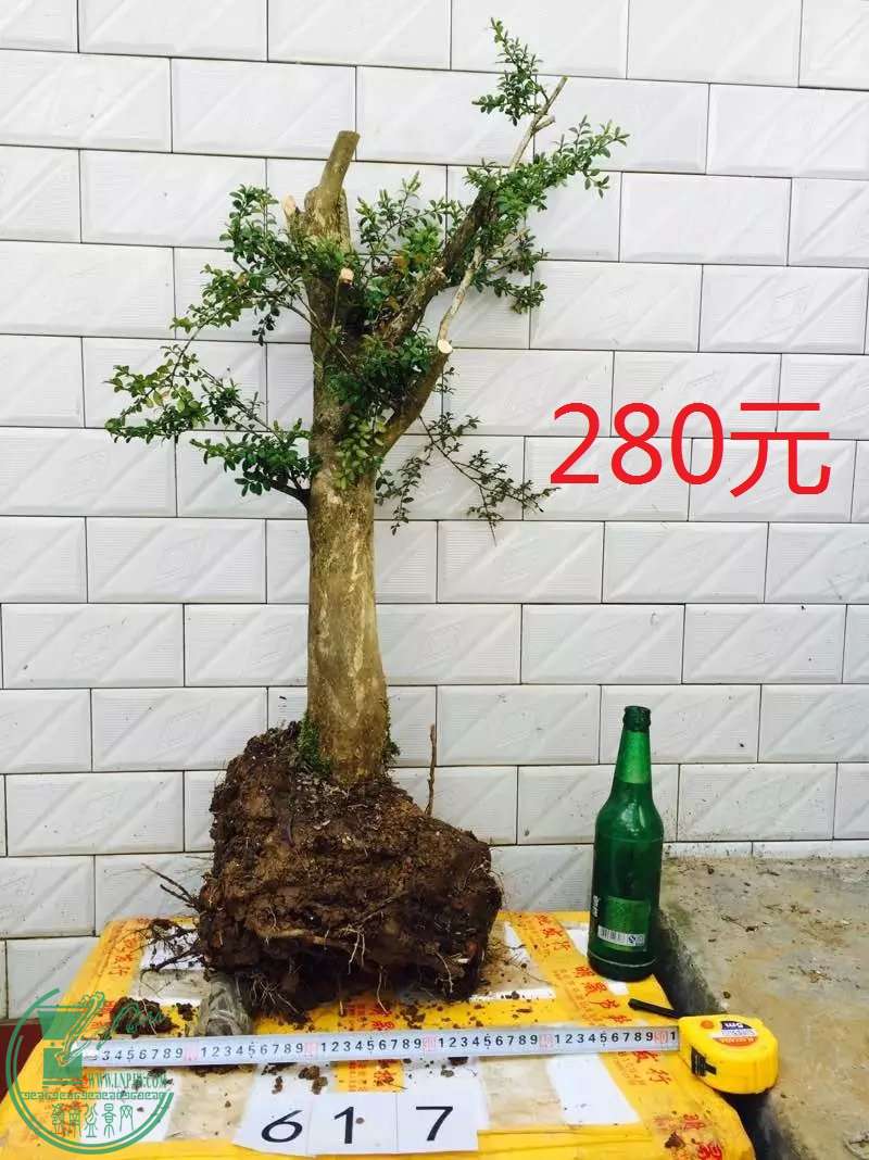 617.jpg
