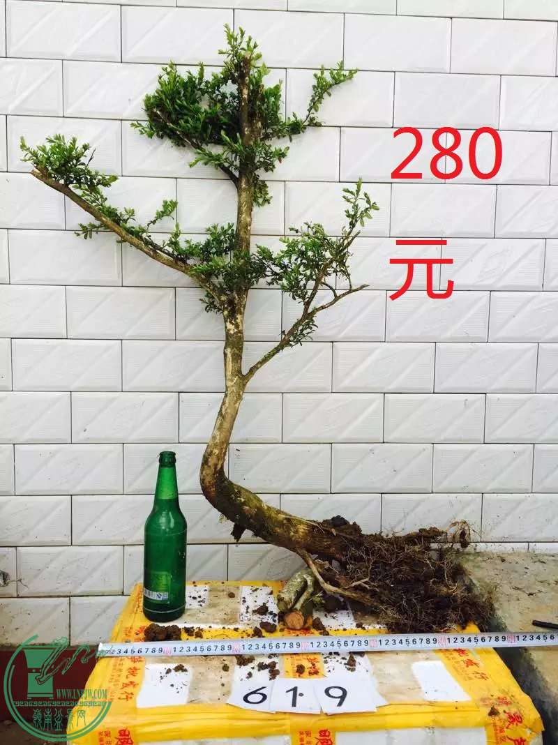 619.jpg