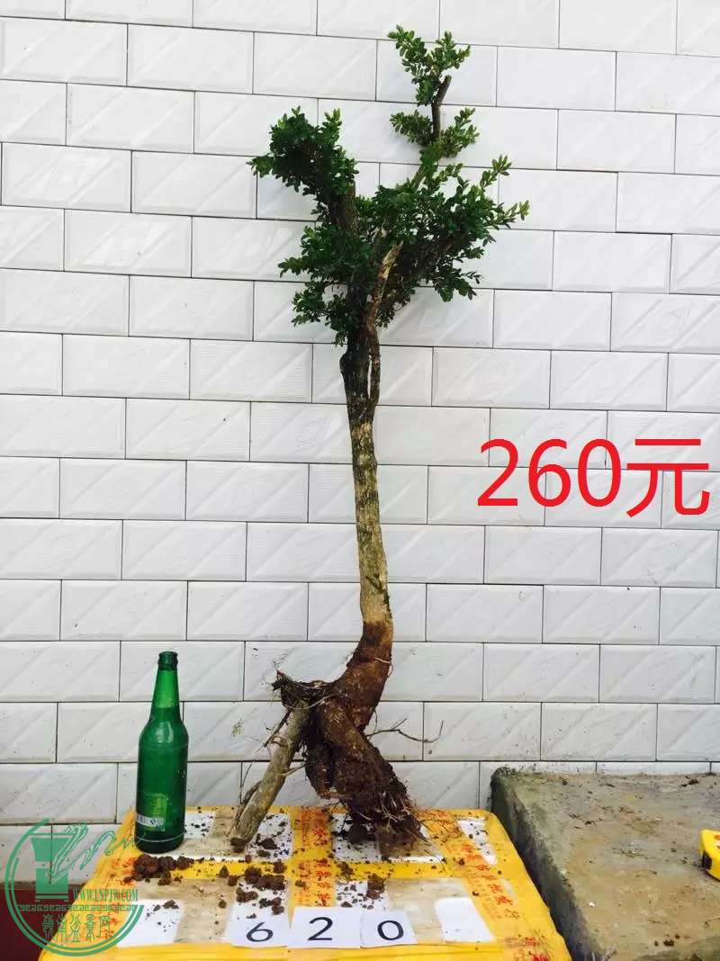 620.jpg