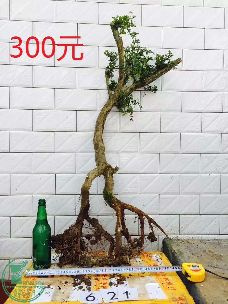621.jpg