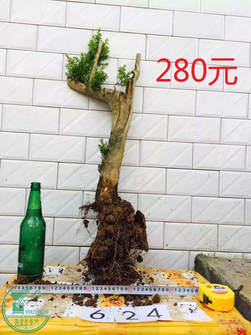 624.jpg