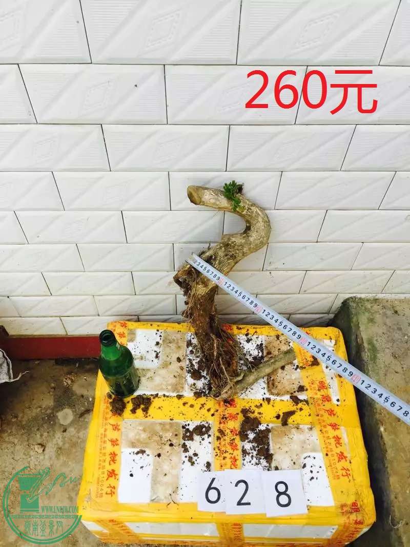 628.jpg