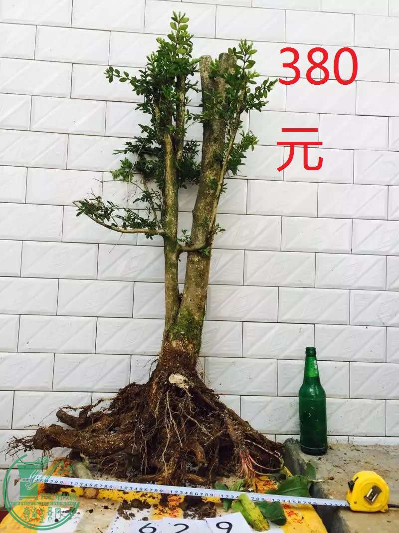 629.jpg