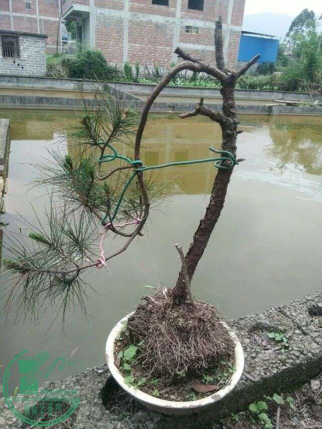 Ѿ