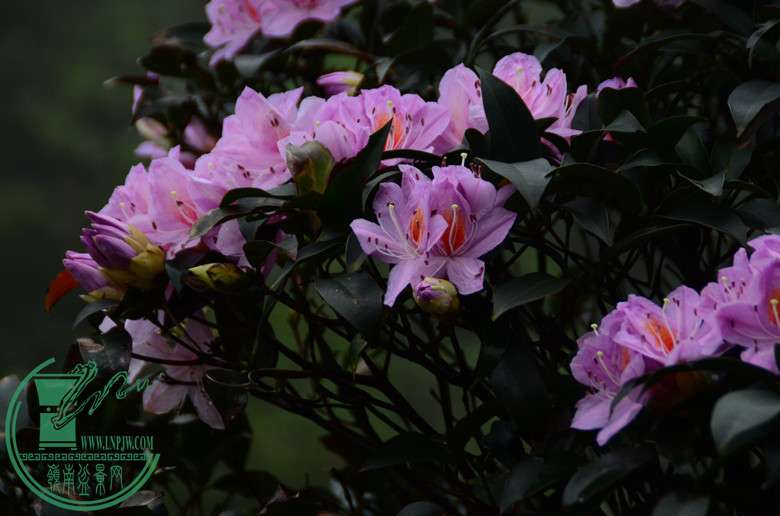 DSC_0291.JPG