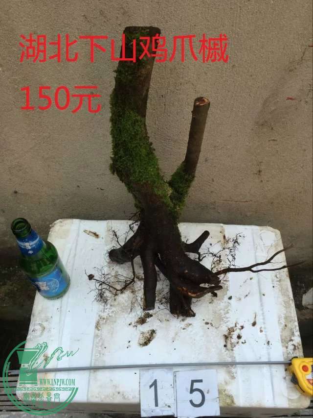 15.jpg