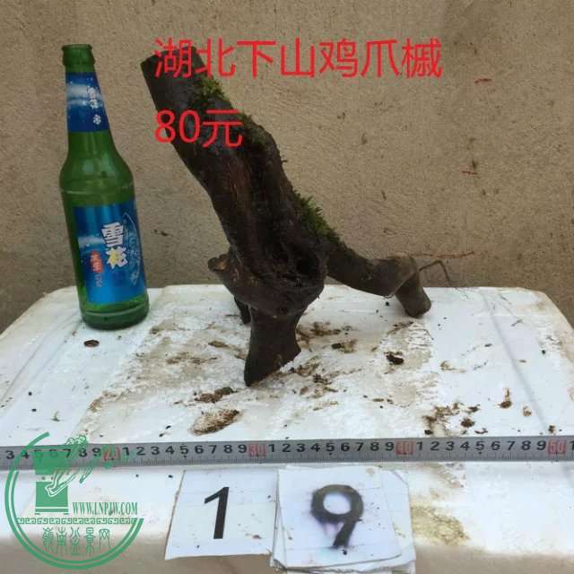 19.jpg