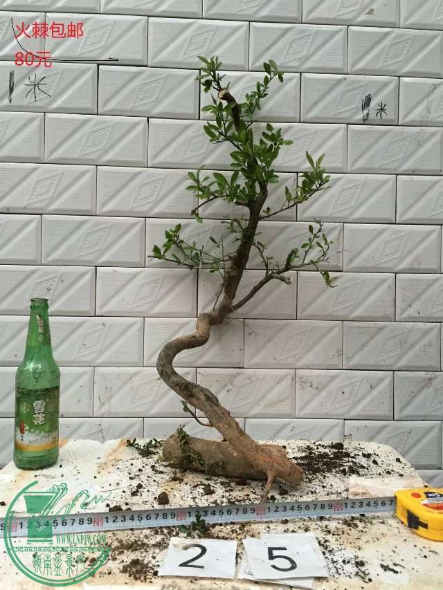 25.jpg