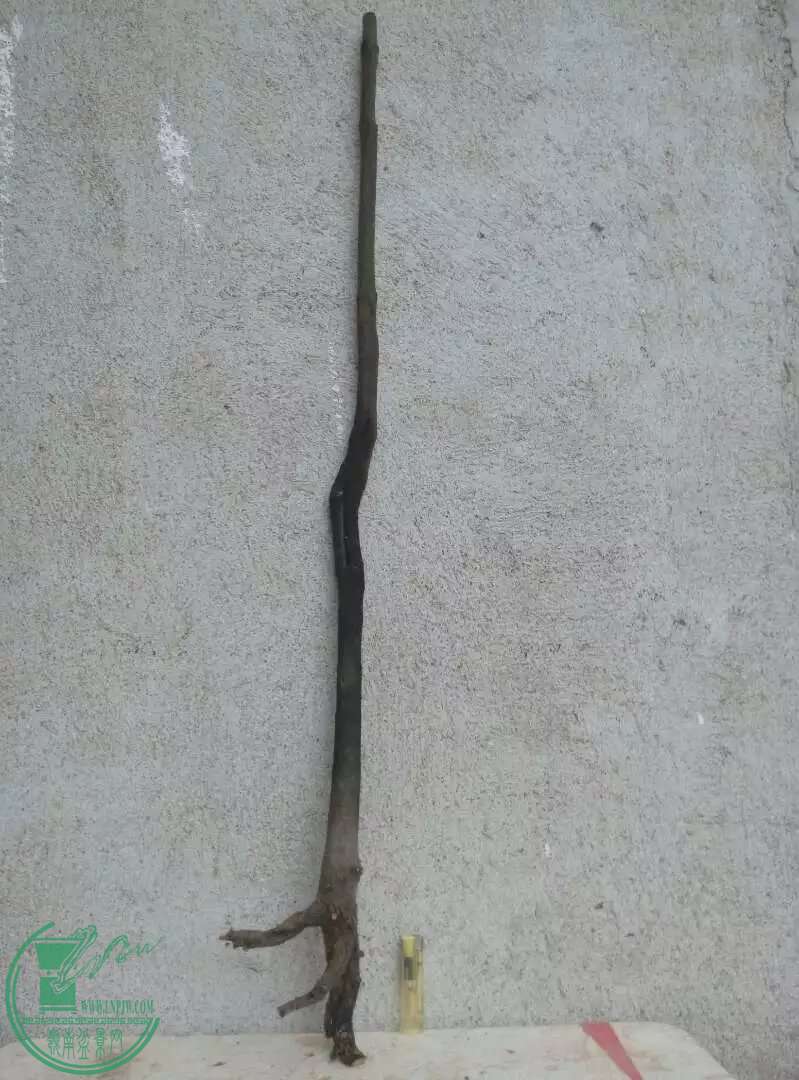 psbBXLULAUS.jpg