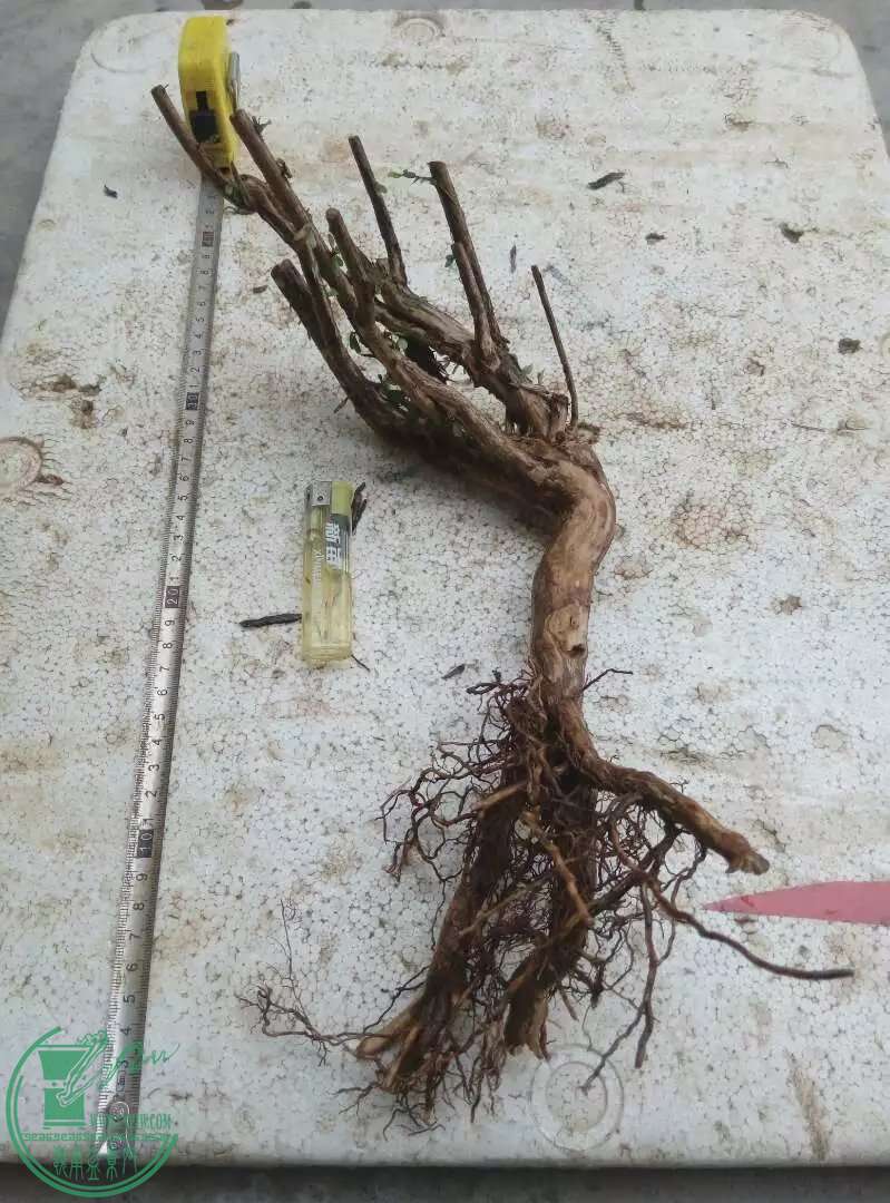 psb[9].jpg
