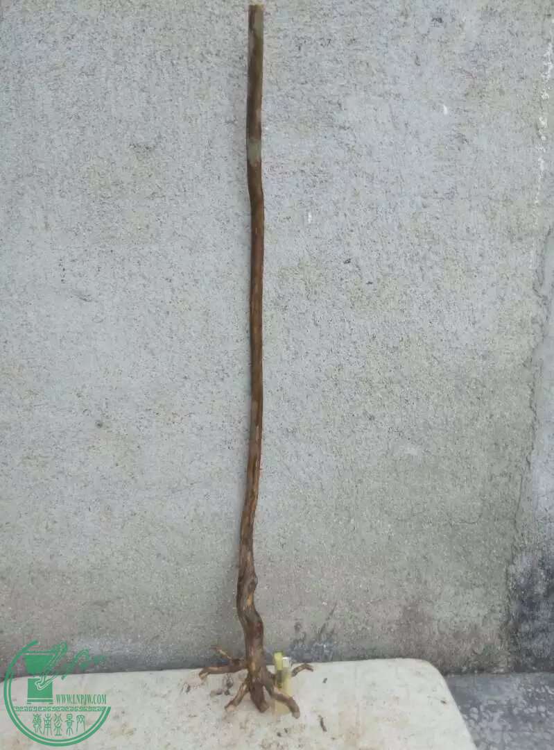 psbIT3GXEMH.jpg
