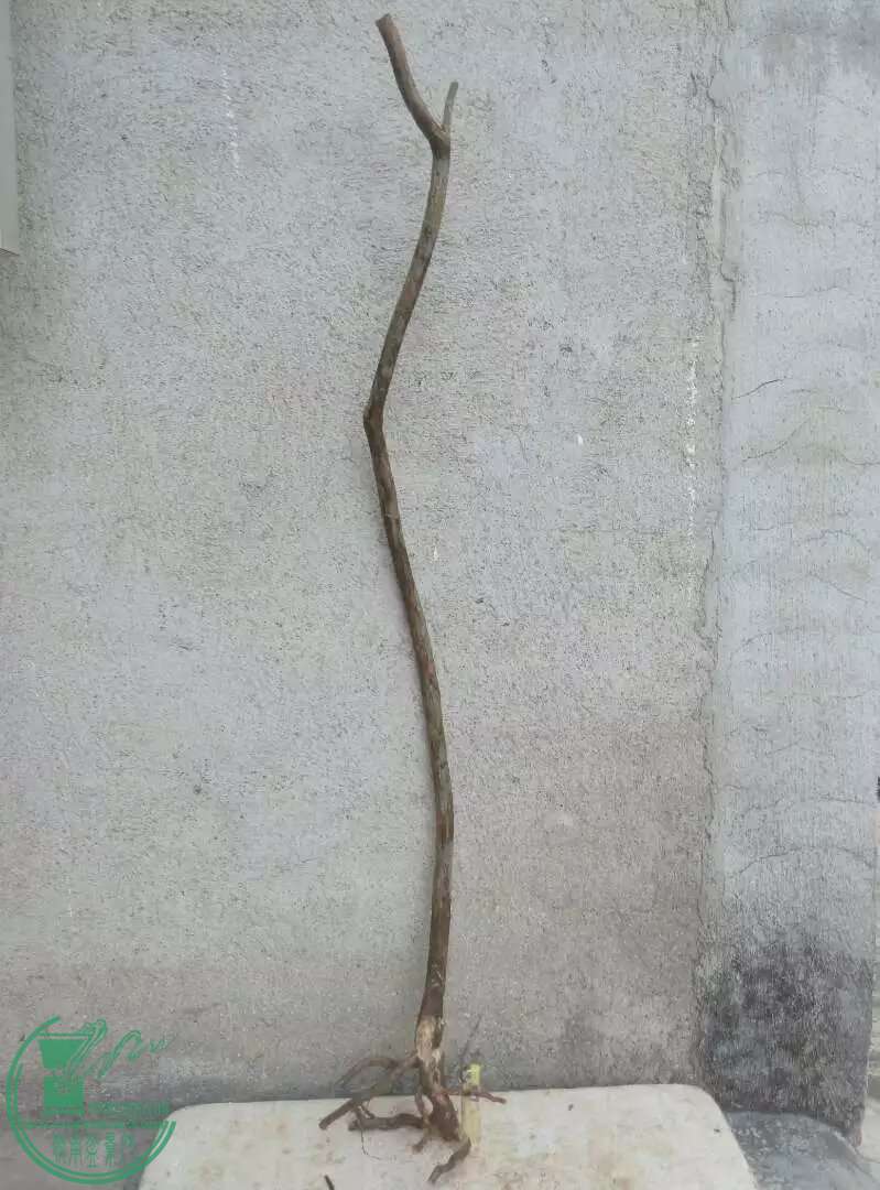 psbKC7X6RQJ.jpg