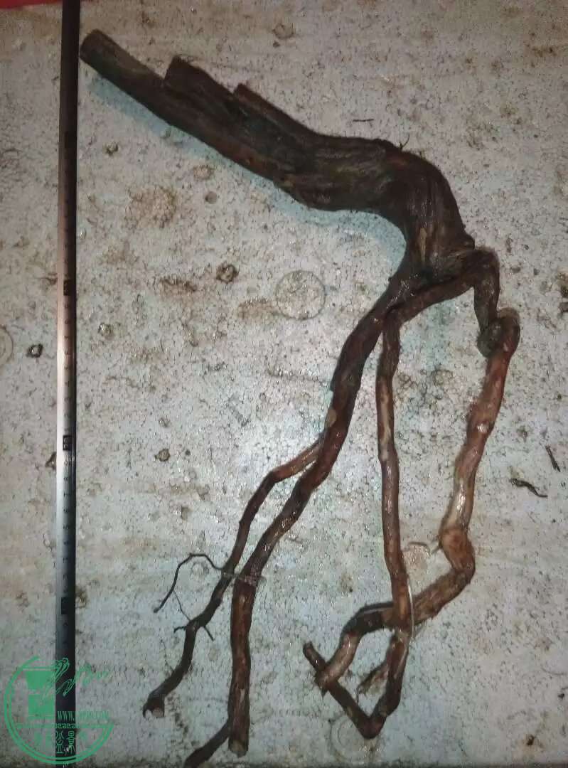 psbR7I6LADF.jpg