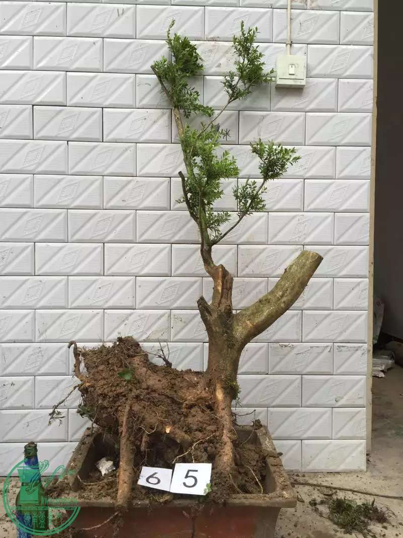 65.jpg
