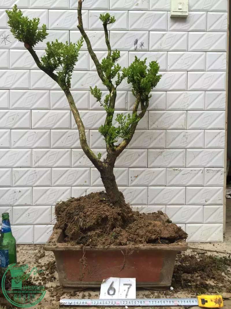67.jpg