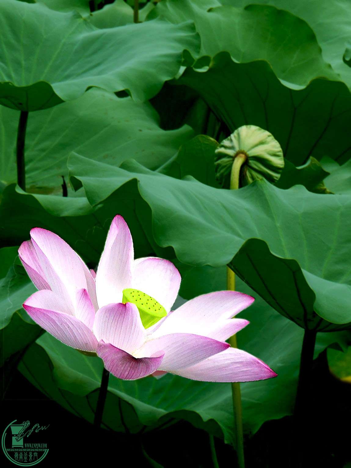 P1050226.jpg