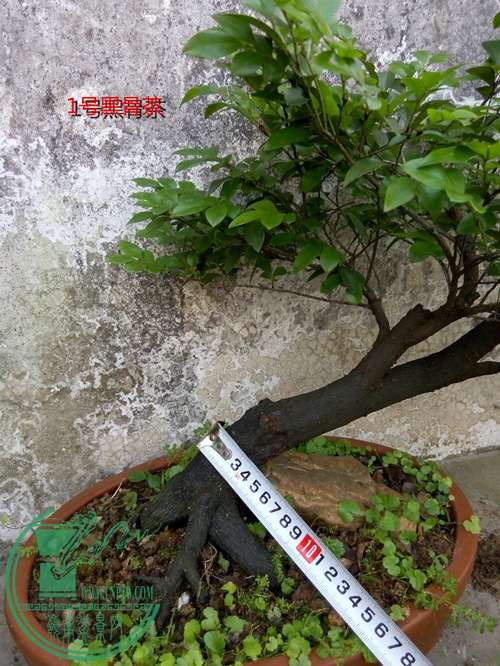 P60514-174430_.jpg