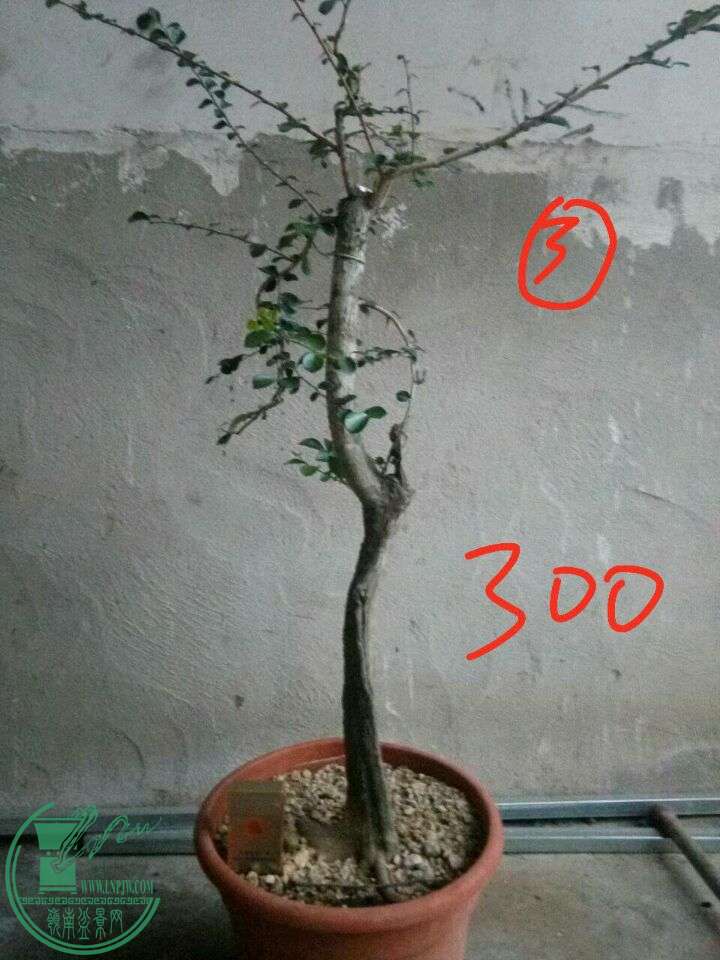 ec2a0d9704f536c.jpg