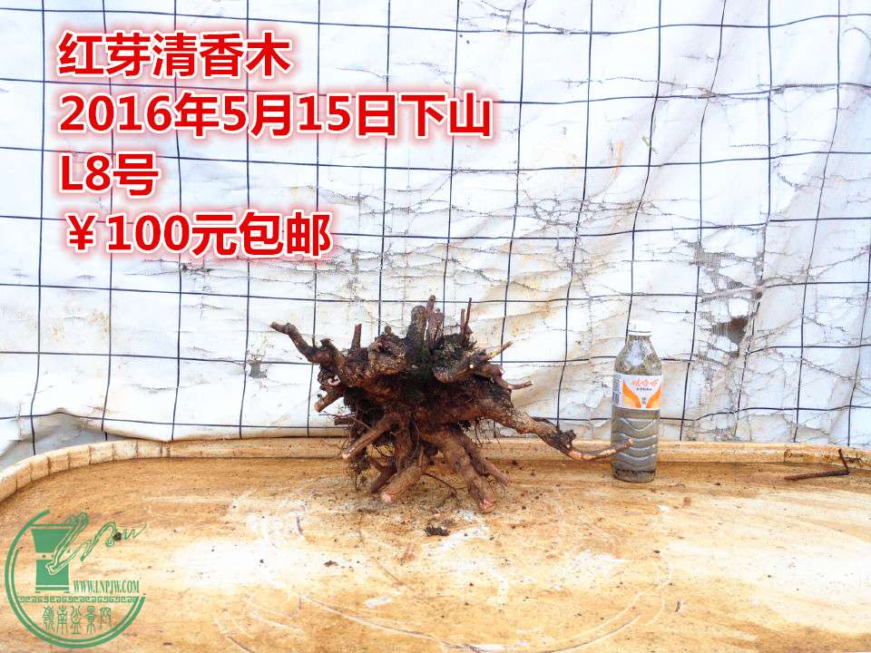 QQͼƬ20160515205322_.jpg