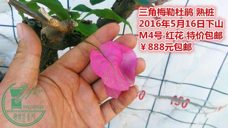 IMG_20160516_160253_.jpg