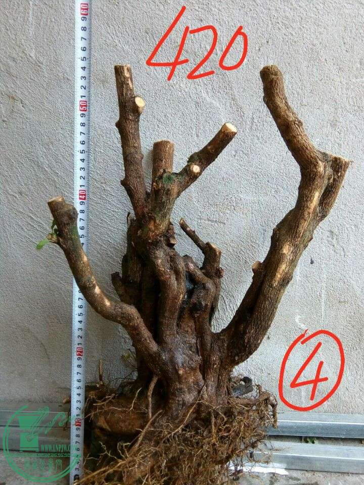 -62a9e4fae290c32c.jpg
