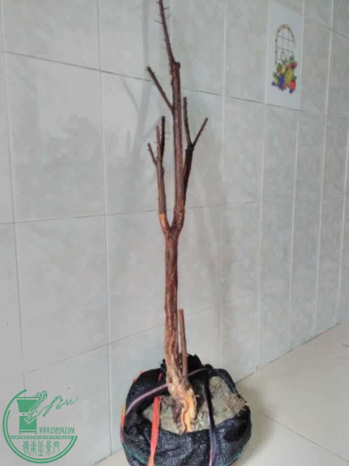 QQͼƬ20160517195316.jpg