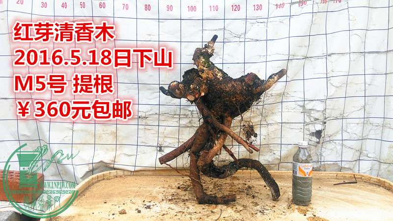 IMG_20160518_152104_.jpg