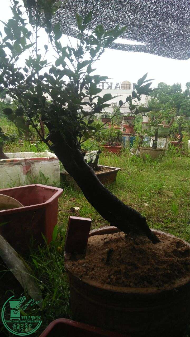 QQͼƬ20160519205640.jpg
