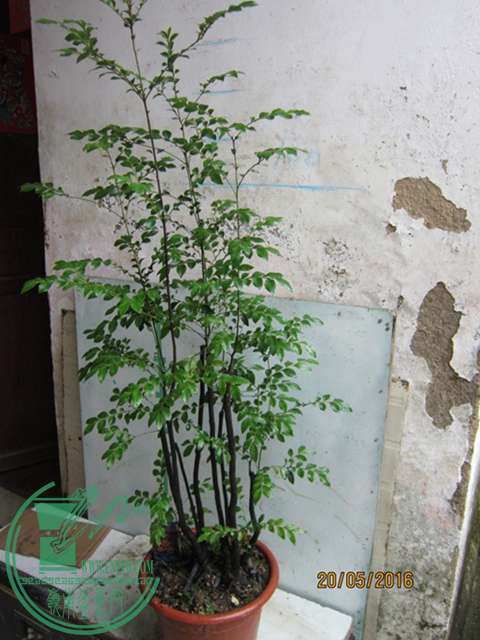 IMG_0003.JPG