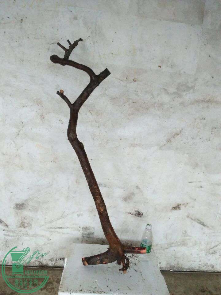 86DD0D7F675DAFD882C0B70960F28082.jpg