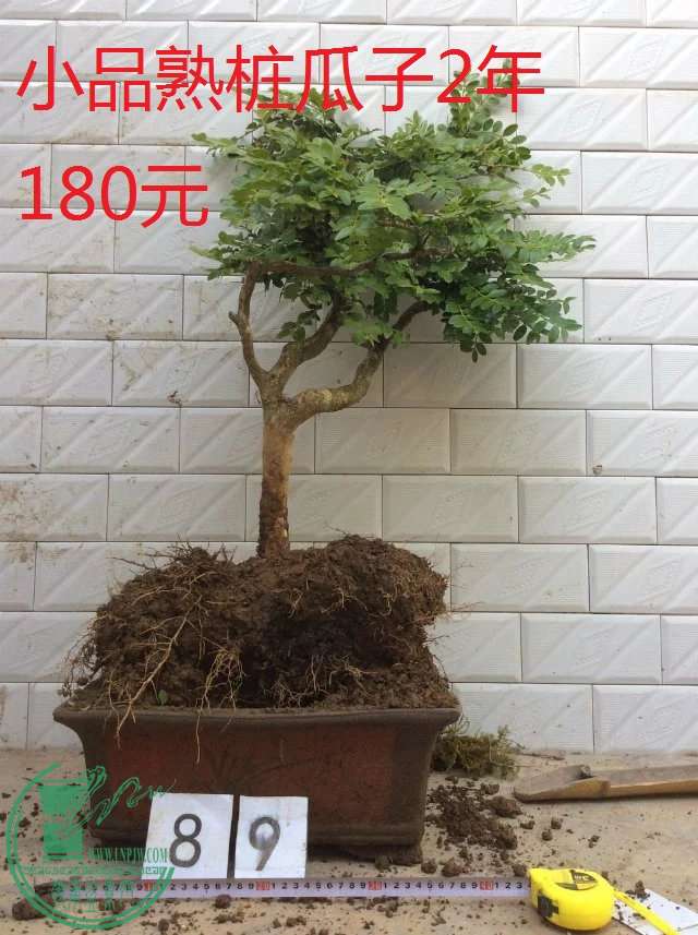 89.jpg