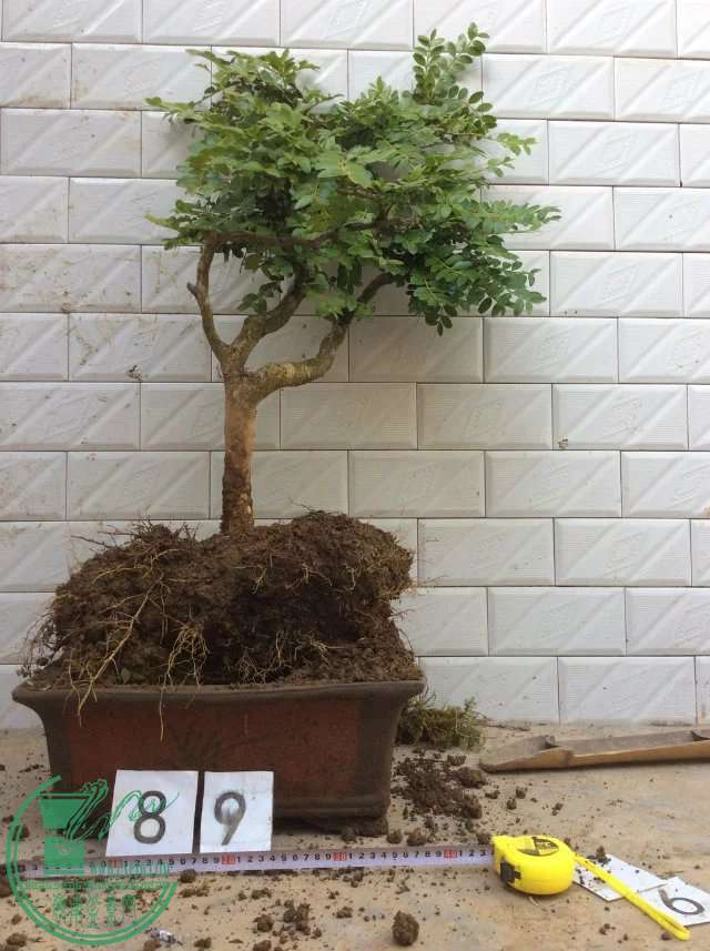 89a.jpg