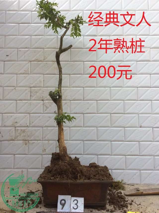93.jpg