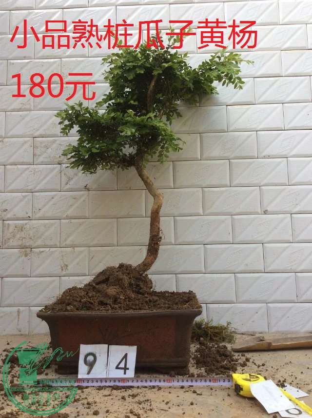 94.jpg