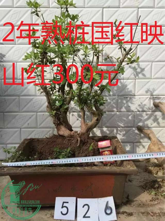 526.jpg