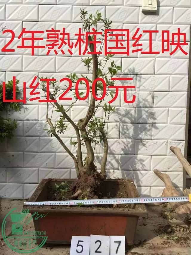 527.jpg