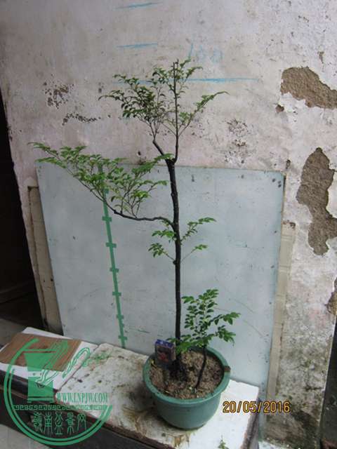 IMG_0011.JPG