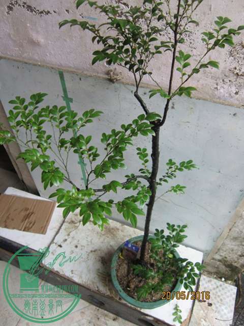 IMG_0017.JPG