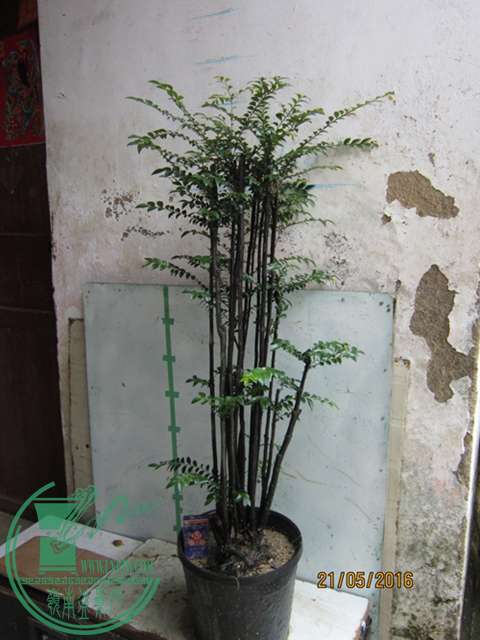 IMG_0005.JPG
