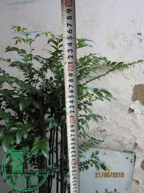IMG_0007.JPG