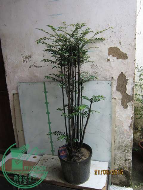 IMG_0008.JPG